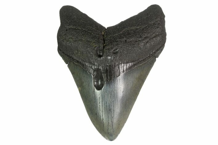 Fossil Megalodon Tooth - South Carolina #130834